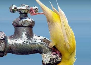 Getaway driver released in spree of 11 robberies