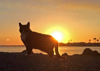 Theatre news: Cygnet Theatre to produce two August Wilson plays