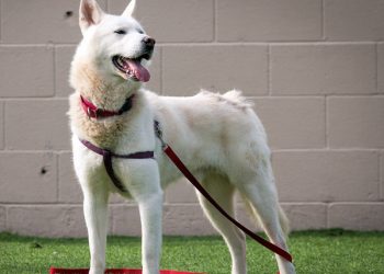 Be Seen Optics in Bird Rock: Frames suited to one’s needs