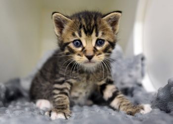 Human Trafficking Awareness Rally to spotlight local problems