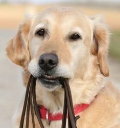 La Jolla Symphony: In death, Arthur Wagner's wish comes true