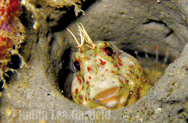 Underwater Parks Day a lure for landlubbers and ocean lovers