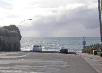 FROM MY GARDEN – Get ready now to grow grapes in the garden