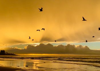 FROM MY GARDEN – Get ready now to grow grapes in the garden