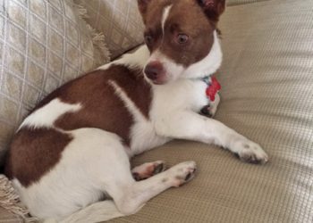 Sand, sun, and summer pet safety tips