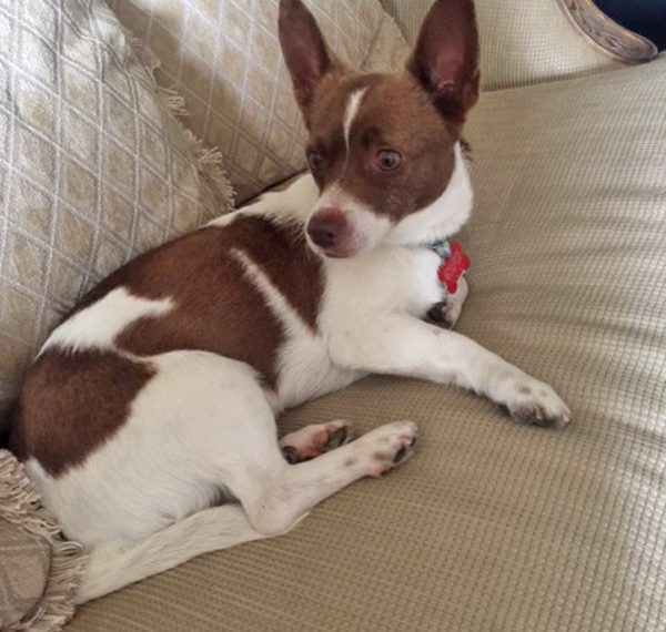 Second Chance Dog Rescue helps find lost pets, sometimes even a Pretzel