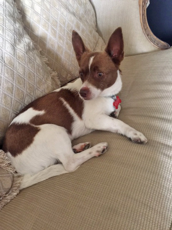 Second Chance Dog Rescue helps find lost pets, sometimes even a Pretzel