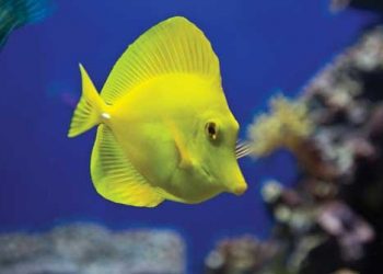 Mister A’s Christmas Lights: A Holiday Tradition