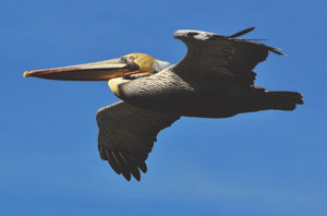 PB man authors book on historic Chinatown