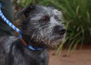 Unity Game brings Point Loma High students together