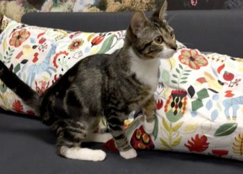 ‘Paw It Forward’ with coats, sweaters for pets of homeless