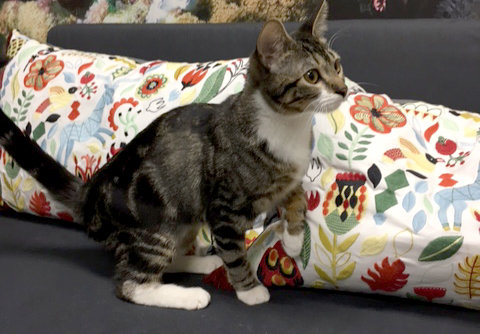 Pumpkin overcomes injuries, ready for forever home