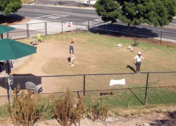 City’s preliminary plans underway to improve Capehart Dog Park in PB