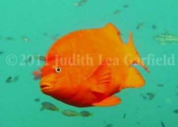 Tide lines: How do fish drink water, anyway?