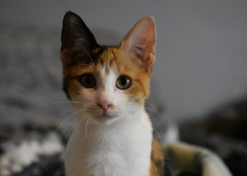 LIVE MUSIC – Jaden and Willow Smith coming to SOMA