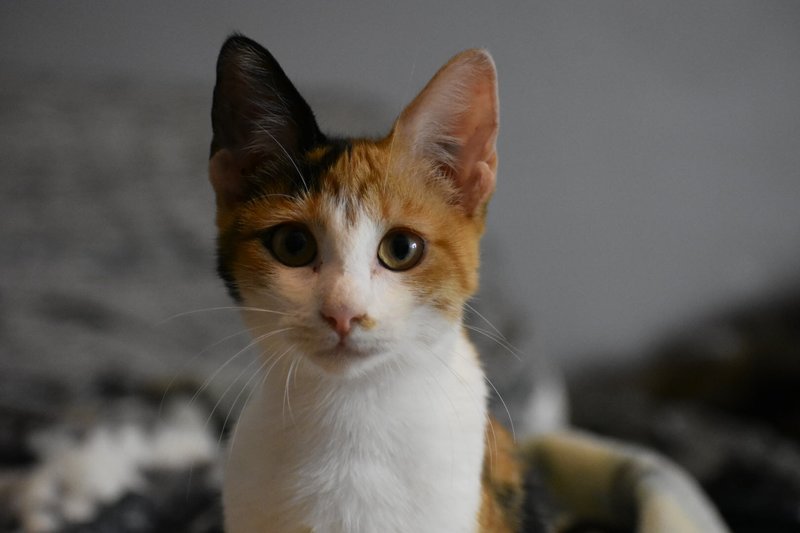 Cat Lounge Rescue and Adoption Center to open in La Jolla