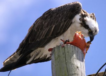 News and community briefs for Ocean Beach and Point Loma