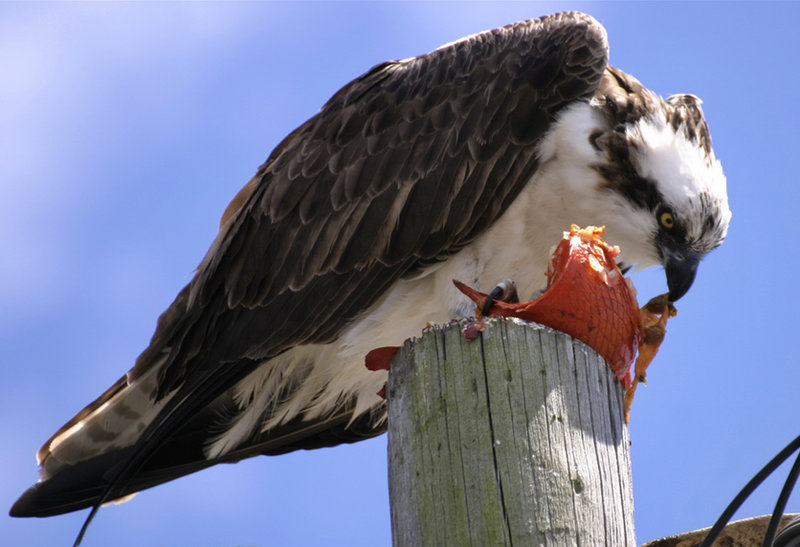 News and community briefs for Ocean Beach and Point Loma
