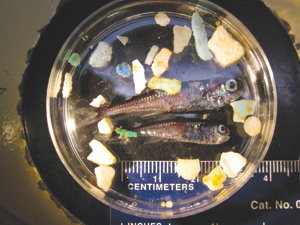 Scripps study finds plastic in nine percent of ‘garbage patch’ fish