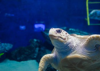 Temporary bridge shelter for homeless veterans opens in Midway District