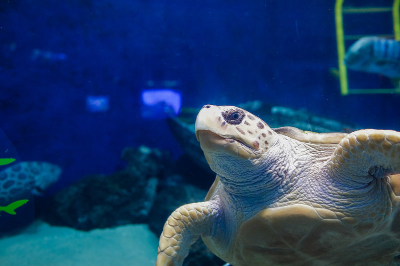 Brace yourself: 3-D technology helps sea turtle thrive