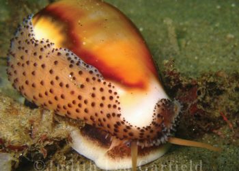 Bike-sharing program gaining wheels for those with peddling preferences