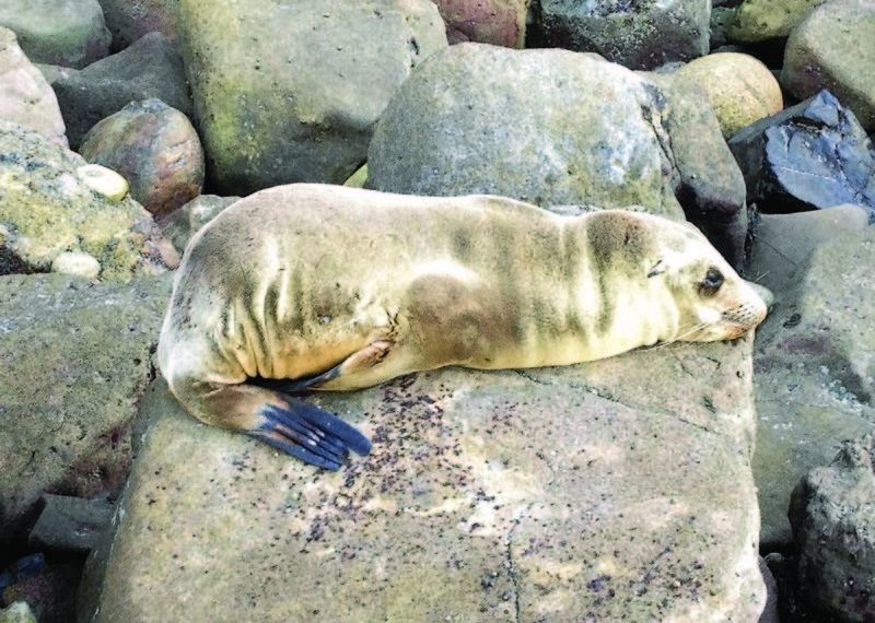 Sea lion scourge: Rescuers respond as crisis heats up