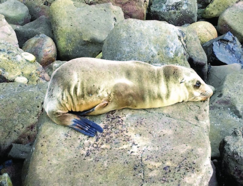 Sea lion scourge: Rescuers respond as crisis heats up