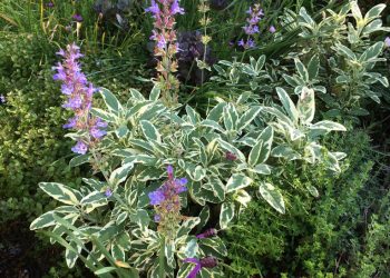 La Jolla businesses give back for the holidays and could use more help