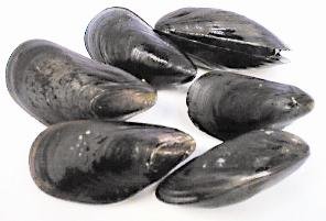 Annual quarantine of sport-harvested mussels begins May 1