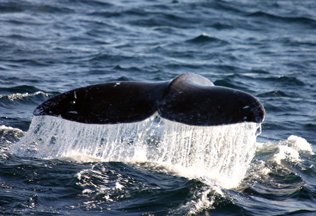 El Niño creates phenomenal whale watching season in San Diego