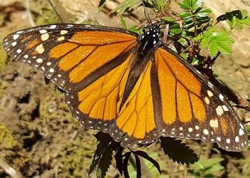 Monarch butterflies at risk of extinction, according to Scripps study
