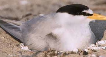 Love Your Wetlands Day in Pacific Beach on Feb. 4