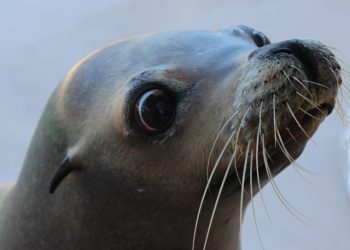 Point Loma students speak out against SeaWorld's orca shows; school board passes resolution calling for animal sanctuaries