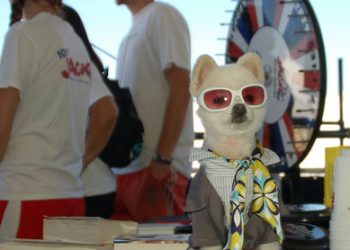 Tide lines: Sea urchins have teeth with superpowers