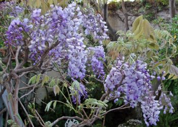 Cañon Street crosswalk: traffic signal, not closure