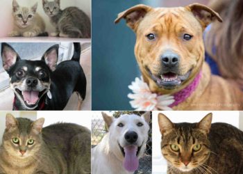 OMSurf 25th annual Classic Longboard Surfing Contest set for Sept. 15 in Pacific Beach