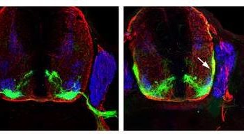 San Diego Strike Force makes front office additions