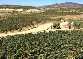 11 new flu deaths reported in San Diego