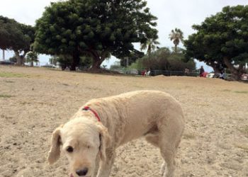 Pacific Beach man gets $300,000 bail for assaulting girlfriend