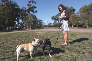 PLHS teams power into CIF playoffs before elimination