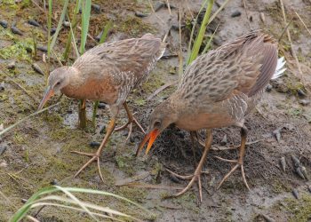 ReWild’s mission – to restore the bay and keep it accessible; public workshop set for June 14