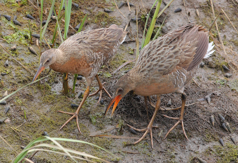 ReWild’s mission – to restore the bay and keep it accessible; public workshop set for June 14