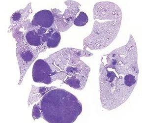 Immerse yourself in Van Gogh at Pacific Beach Library