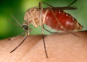 MCASD deputy chief named museum’s new director