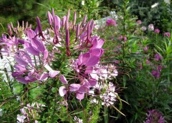 Peter Donchev, LJHS wrestling alum: taking the grit of his mother into a future combining wrestling and MBA study