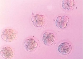 Fishwick’s lively animal portraits on display downtown