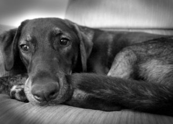 The Stoning of Soroya M Sinks Like a Stone