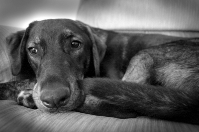 Diligence can keep San Diego dogs and cats flea free