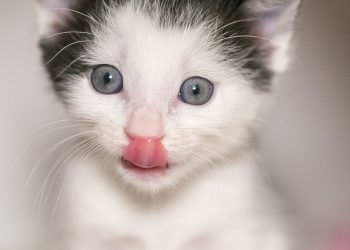 Author Susan Meissner to hold book signing at Warwick’s